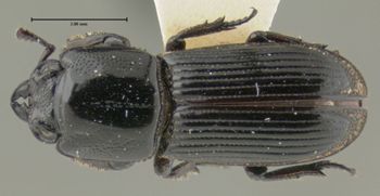 Media type: image;   Entomology 29592 Aspect: habitus dorsal view